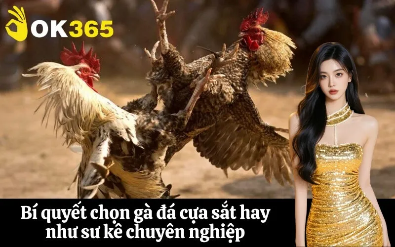 Bí quyết chọn gà đá cựa sắt hay như sư kê chuyên nghiệp