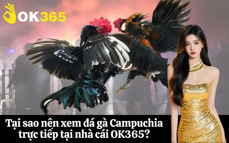 Tại sao nên xem đá gà Campuchia trực tiếp tại nhà cái OK365